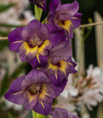 Gladiola veľkokvetá Joplin - Gladiolus - predaj cibuľovín - 3 ks