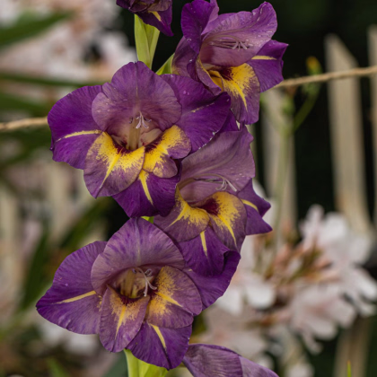 Gladiola veľkokvetá Joplin - Gladiolus - predaj cibuľovín - 3 ks