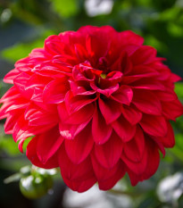 Georgína Red Fubuki - Dahlia - predaj cibuľovín - 1 ks