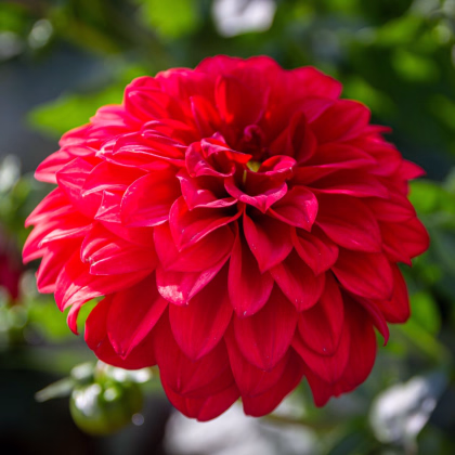 Georgína Red Fubuki - Dahlia - predaj cibuľovín - 1 ks