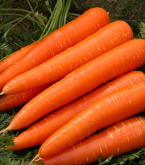 Mrkva Berlikumer 2 - Daucus carota - predaj semien - 150 ks