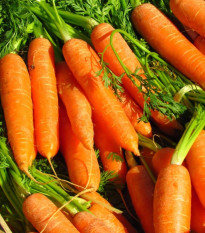 Mrkva Rubína - Daucus carota - predaj semien - 150 ks