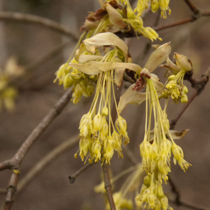 Javor opalus - Acer opalus - semiačka - 5 ks