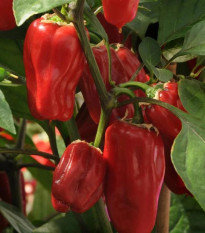Paprika Sweet Heat F1- Capsicum annuum - predaj semien - 6 ks