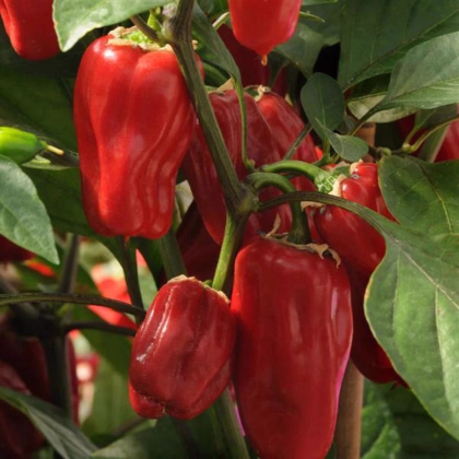 Paprika Sweet Heat F1- Capsicum annuum - predaj semien - 6 ks