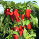 Paprika Balconi F1- Capsicum annuum - predaj semien - 6 ks