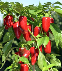 Paprika Balconi F1- Capsicum annuum - predaj semien - 6 ks