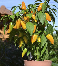 Paprika Terrazzi F1- Capsicum annuum - predaj semien - 6 ks