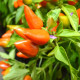 Chilli Foxta - Capsicum annuum - predaj semien - 6 ks