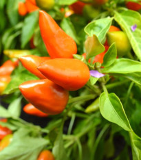 Chilli Foxta - Capsicum annuum - predaj semien - 6 ks