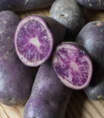 Sadbové zemiaky Blaue St. Galler - Solanum tuberosum - Kiepenkerl - 5 ks