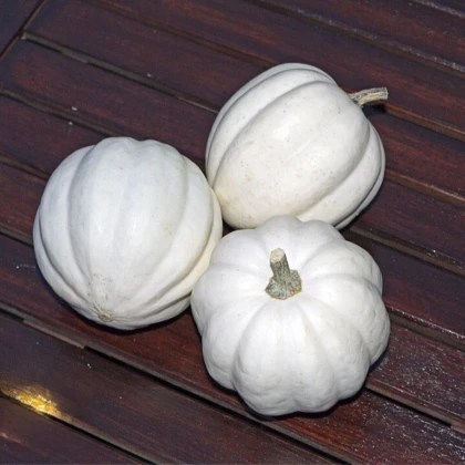 Tekvica White Pearl - Cucurbita pepo - predaj semien - 6 ks