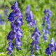 Prilbica - Aconitum - predaj cibuľovín - 1 ks