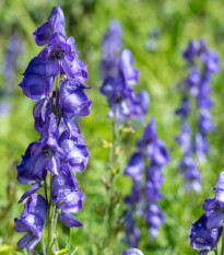 Prilbica - Aconitum - predaj cibuľovín - 1 ks
