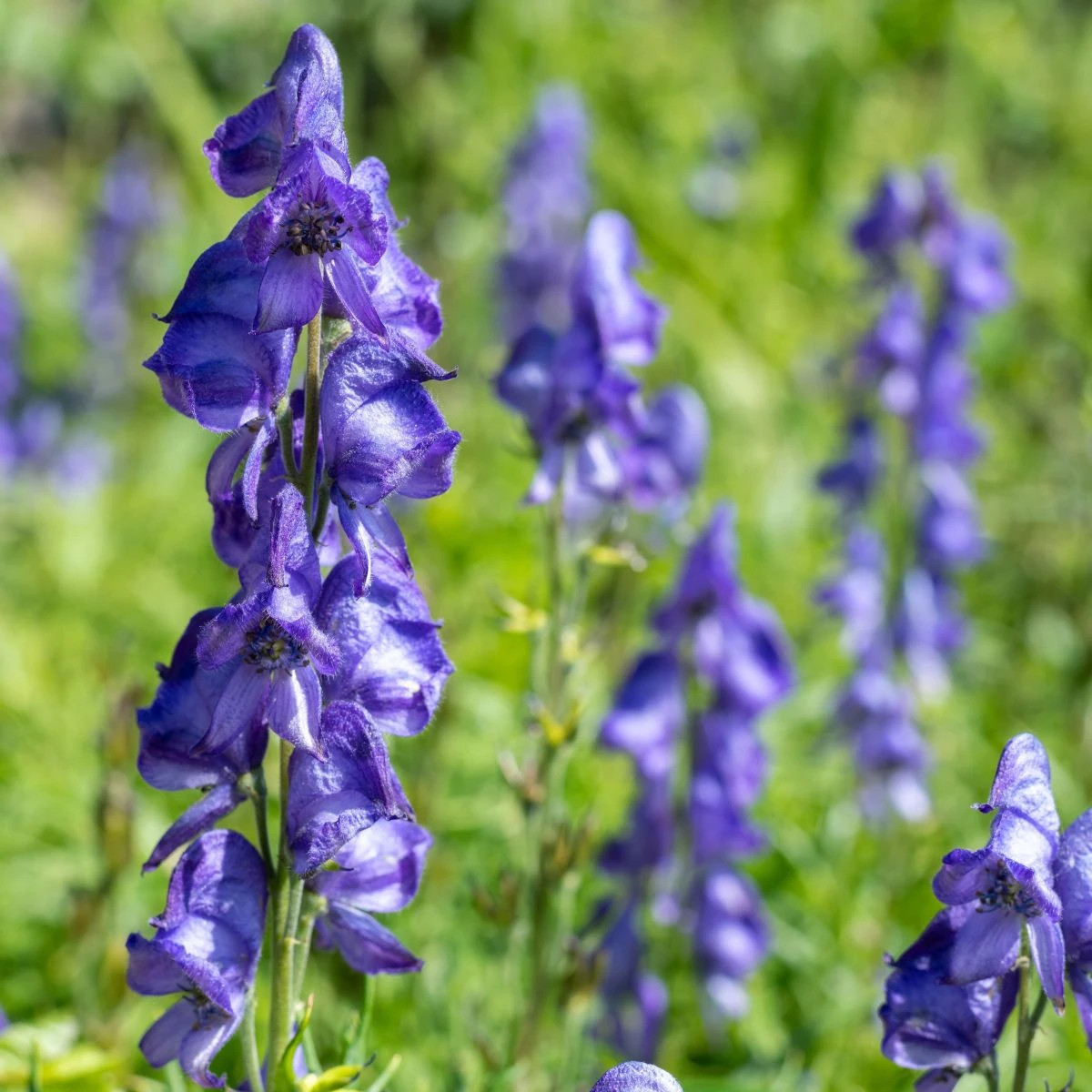 Prilbica - Aconitum - predaj cibuľovín - 1 ks