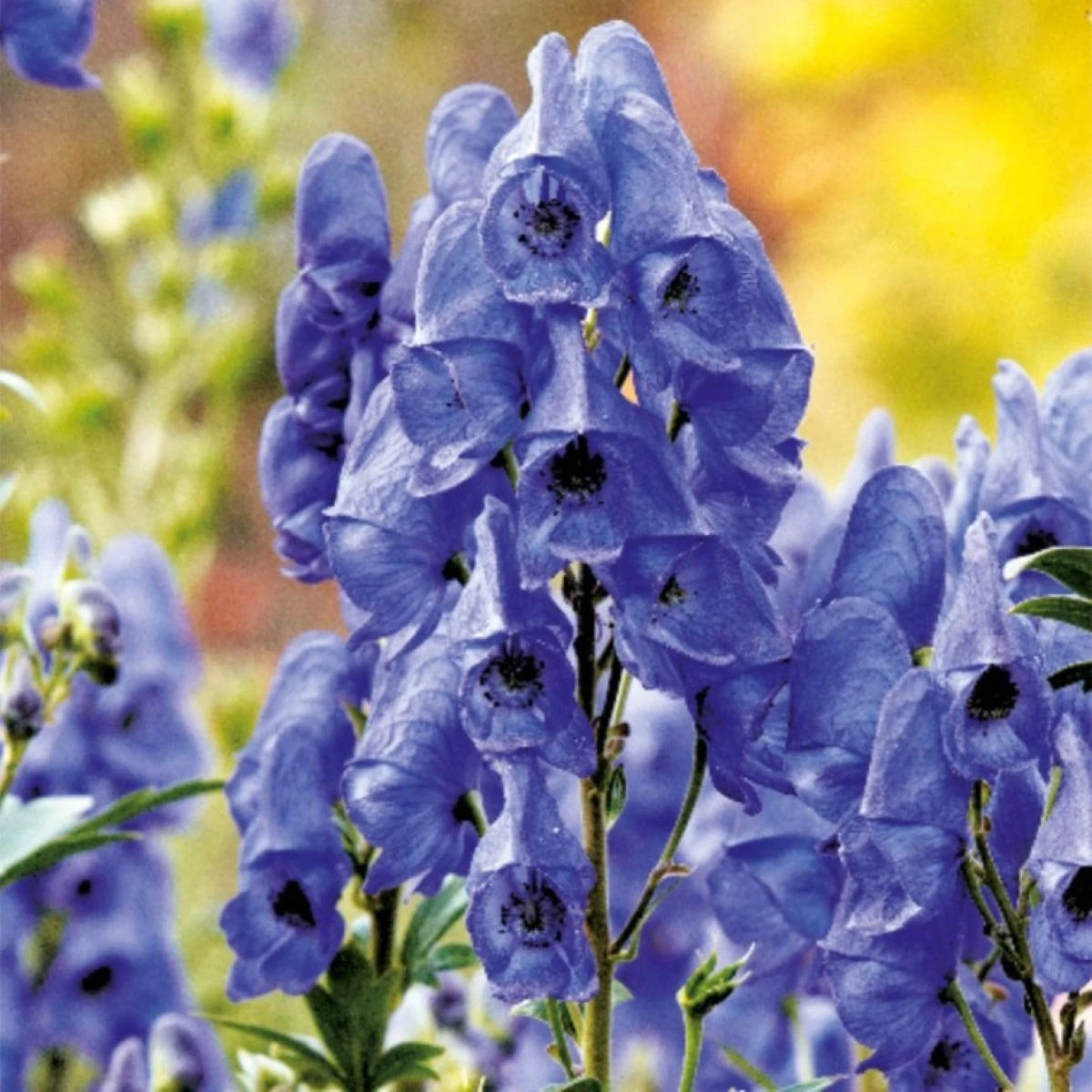 Prilbica - Aconitum - predaj cibuľovín - 1 ks