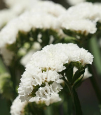 Limonka zohnutá Hipster White - Limonium sinuatum - predaj semien - 30 ks