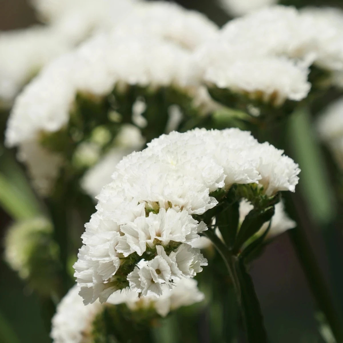 Limonka zohnutá Hipster White - Limonium sinuatum - predaj semien - 30 ks