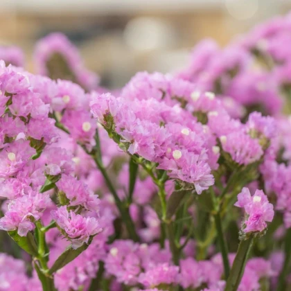 Limonka zohnutá Hipster Rose - Limonium sinuatum - predaj semien - 30 ks