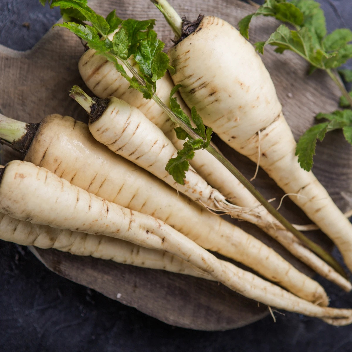 Paštrnák dlhý biely Halblange - Pastinaca sativa - predaj semien - 1 g