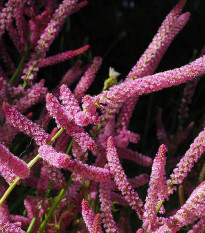 Limonka Suworova ružová - Limonium suworowii - predaj semien - 600 ks