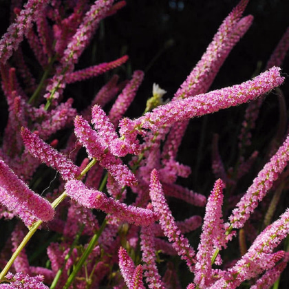 Limonka Suworova ružová - Limonium suworowii - predaj semien - 600 ks