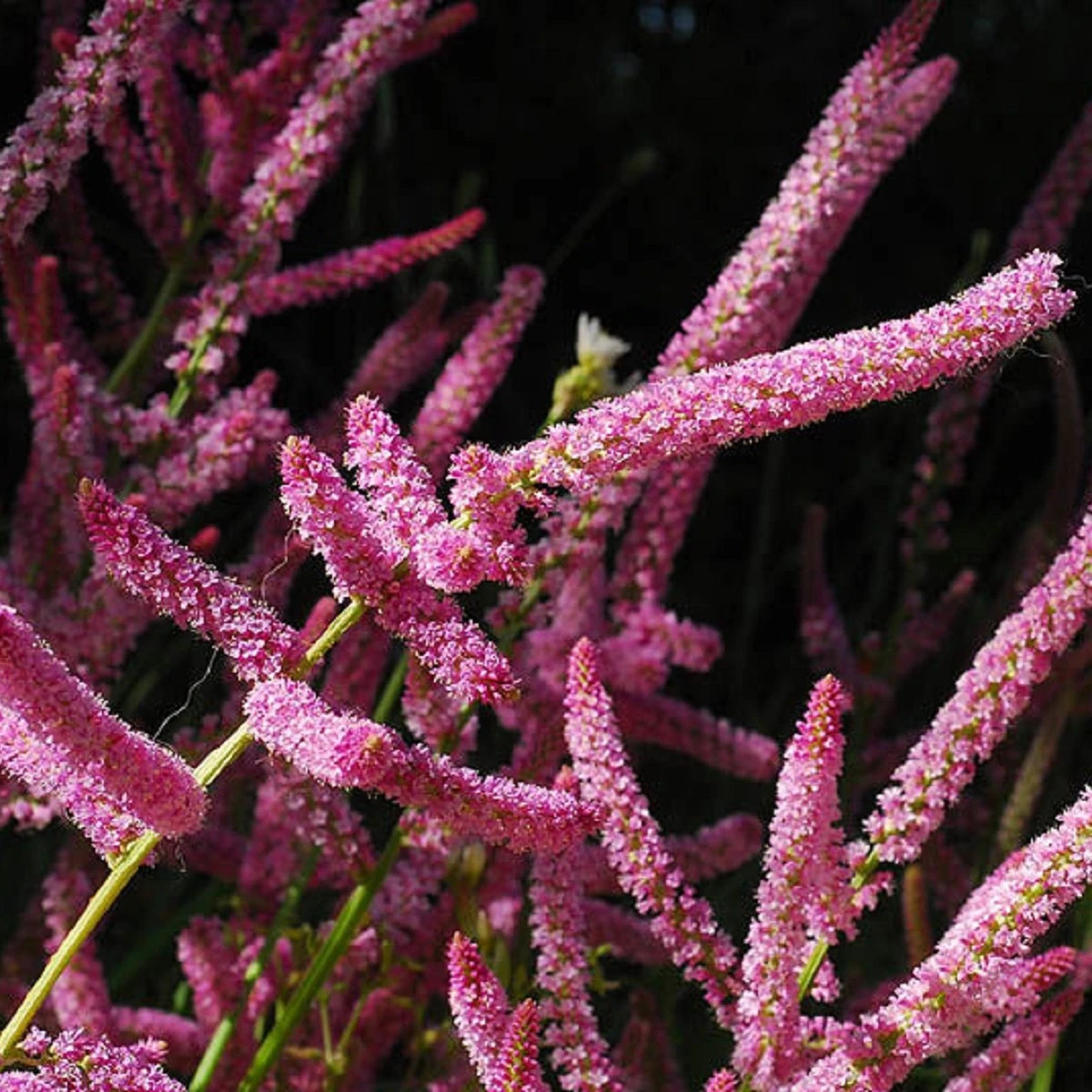 Limonka Suworova ružová - Limonium suworowii - predaj semien - 600 ks