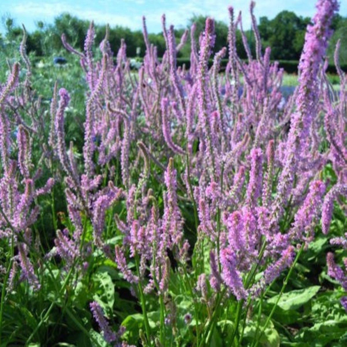 Limonka Suworova ružová - Limonium suworowii - predaj semien - 600 ks
