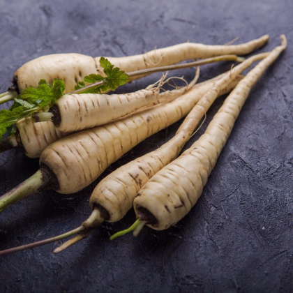 Paštrnák Javelin F1 - Pastinaca sativa - predaj semien - 0,3 g