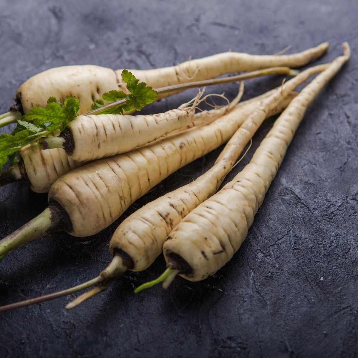Paštrnák Javelin F1 - Pastinaca sativa - predaj semien - 0,3 g