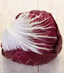 Čakanka Radicchio Indigo F1 - Cichorium intybus - predaj semien - 20 ks