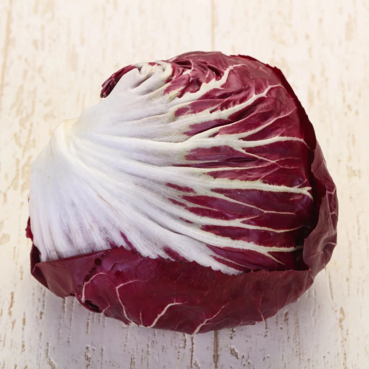 Čakanka Radicchio Indigo F1 - Cichorium intybus - predaj semien - 20 ks