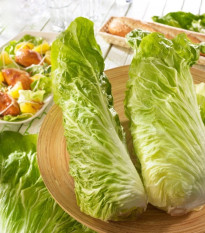 Čakanka Virtus F1 - Cichorium intybus - predaj semien - 20 ks