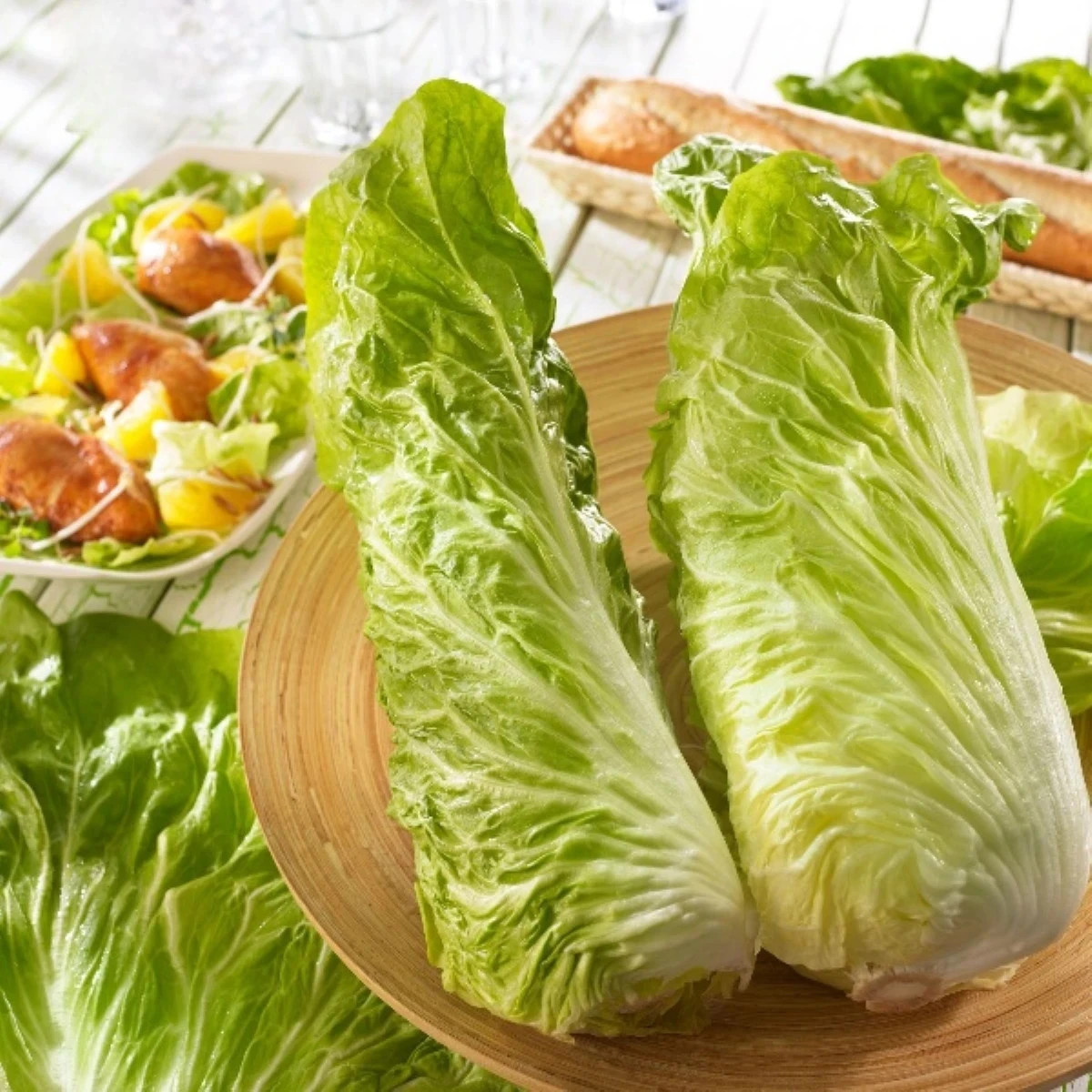 Čakanka Virtus F1 - Cichorium intybus - predaj semien - 20 ks