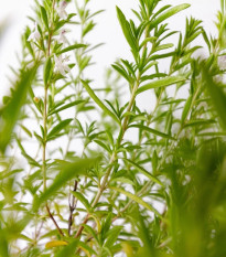 Saturejka záhradná Cyrano - Satureja hortensis - predaj semien - 300 ks