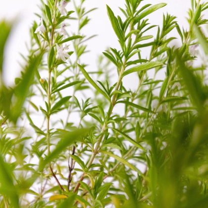 Saturejka záhradná Cyrano - Satureja hortensis - predaj semien - 300 ks