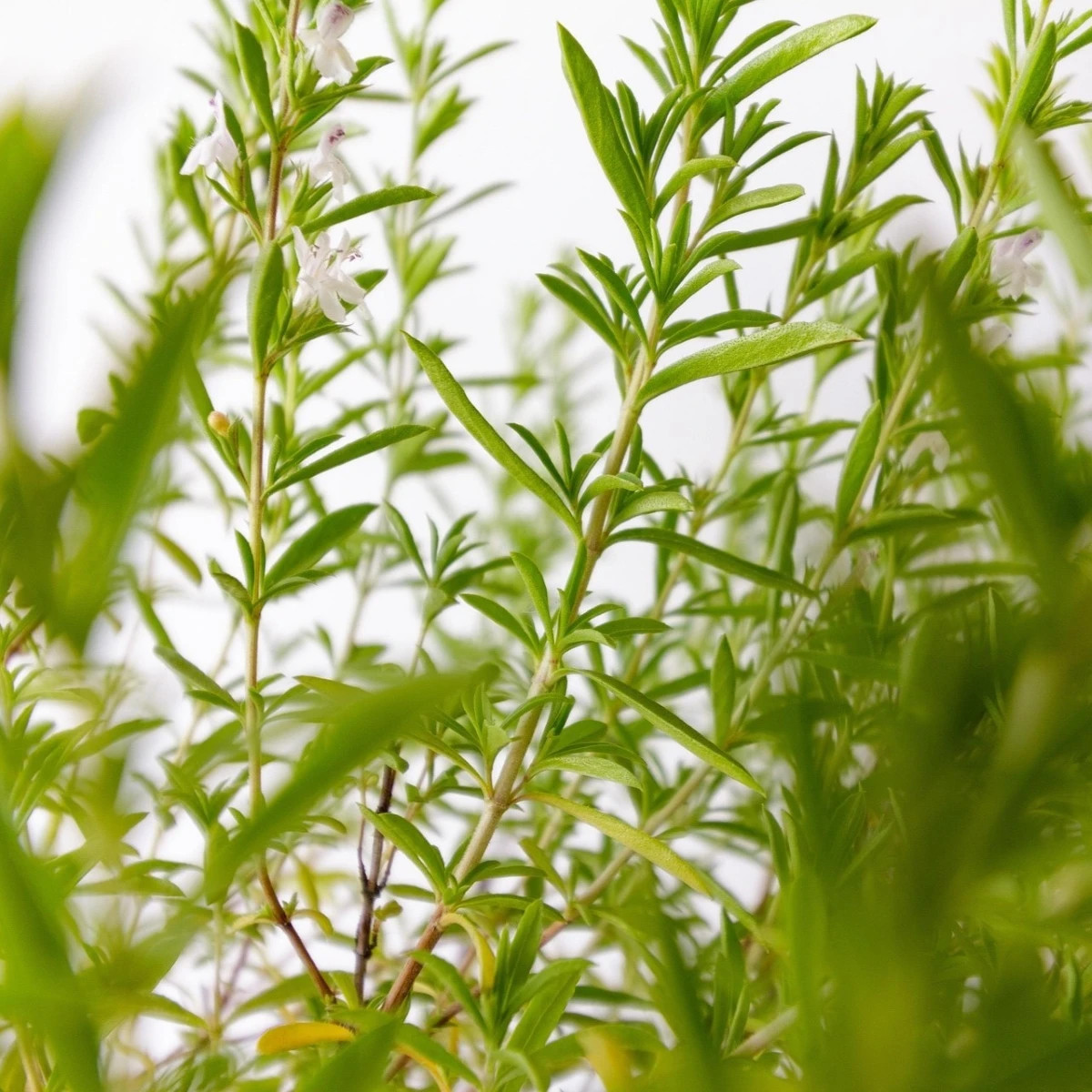 Saturejka záhradná Cyrano - Satureja hortensis - predaj semien - 300 ks