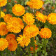 Nechtík lekársky Orange Prinzess - Calendula officinalis - predaj semien - 50 ks