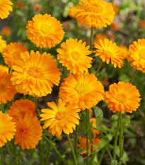 Nechtík lekársky Orange Prinzess - Calendula officinalis - predaj semien - 50 ks