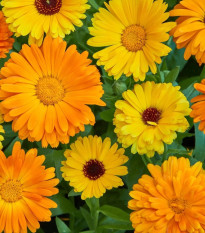 Nechtík lekársky Fiesta Gitana - Calendula officinalis - predaj semien - 50 ks