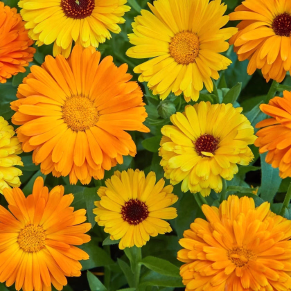 Nechtík lekársky Fiesta Gitana - Calendula officinalis - predaj semien - 50 ks