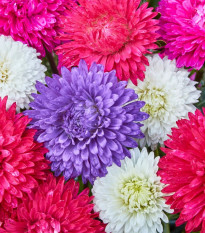 Astra čínska Teppich Mix - Callistephus chinensis - predaj semien - 50 ks