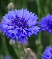 Nevädza Blauer Junge - Centaurea cyanus - predaj semien - 45 ks