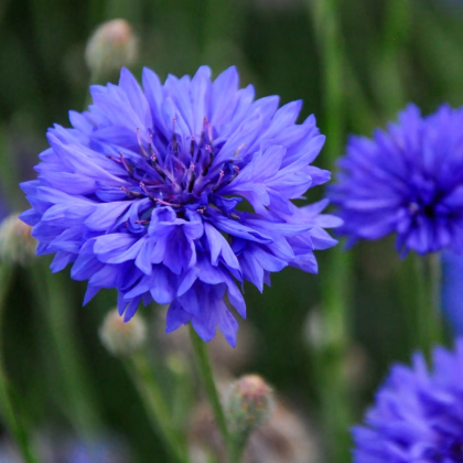 Nevädza Blauer Junge - Centaurea cyanus - predaj semien - 45 ks