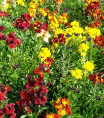 Chejrant voňavý jednoduchý zmes farieb - Erysimum cheiri - predaj semien - 30 ks
