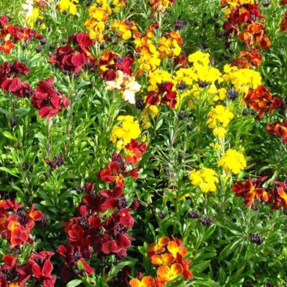 Chejrant voňavý jednoduchý zmes farieb - Erysimum cheiri - predaj semien - 30 ks