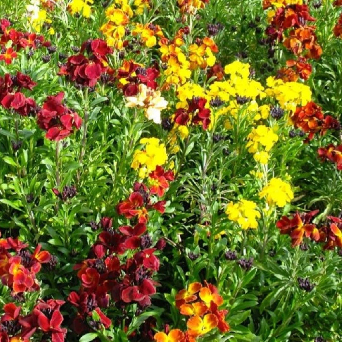 Chejrant voňavý jednoduchý zmes farieb - Erysimum cheiri - predaj semien - 30 ks