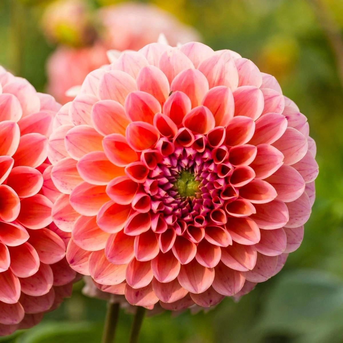 Georgína Nathalie G - Dahlia - predaj cibuľovín - 1 ks