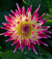 Georgína Tahiti Sunrise - Dahlia - predaj cibuľovín - 1 ks