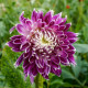 Georgína Vancouver - Dahlia - predaj cibuľovín - 1 ks